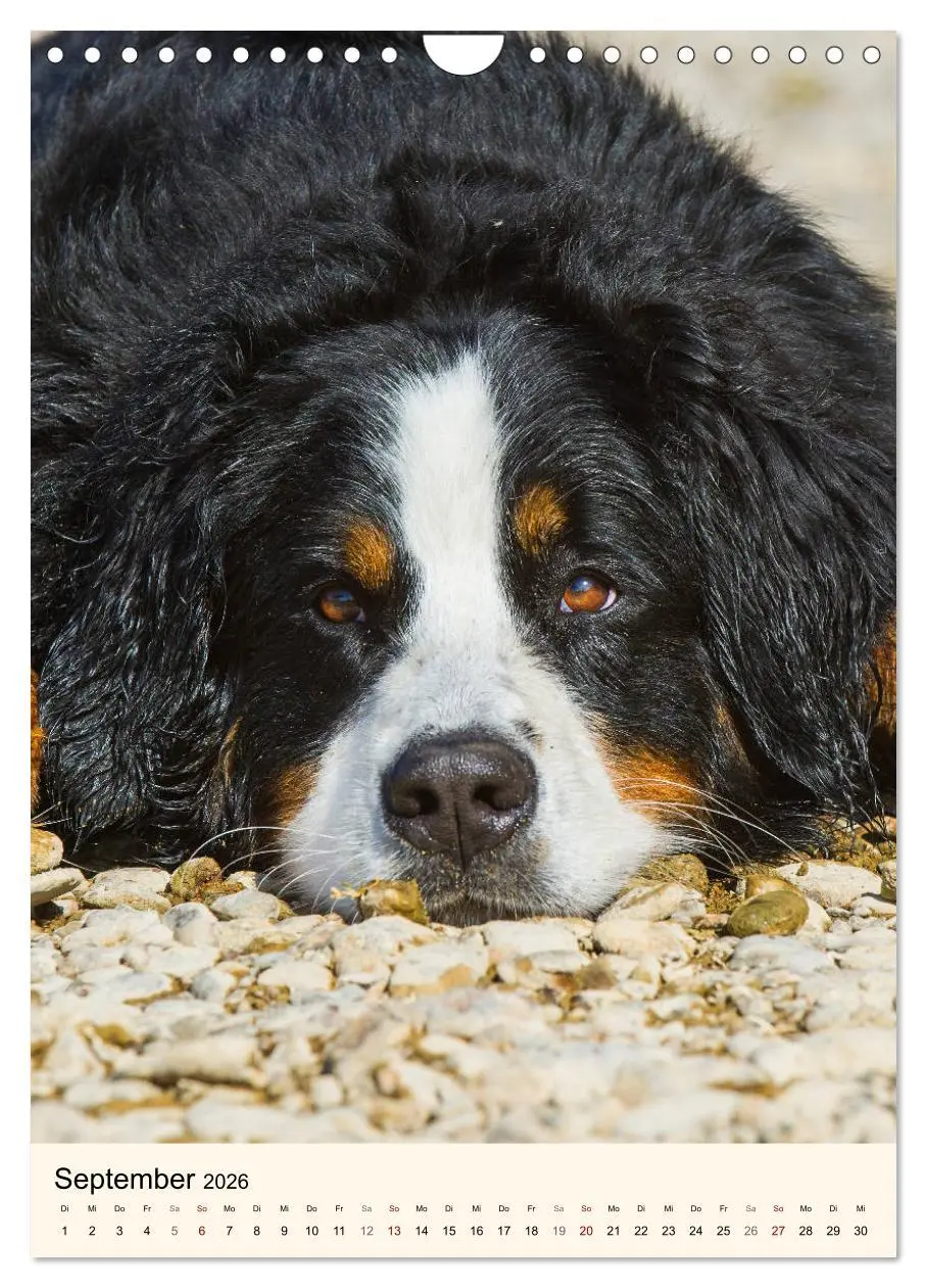 Bild: 9783516413458 | Die schönste Rasse der Welt - Berner Sennenhund (Wandkalender 2026...