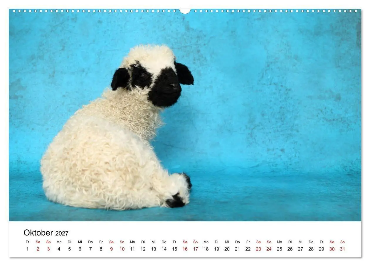 Bild: 9783569743458 | Walliser Schwarznasenschaf Valais Blacknose Sheep (Wandkalender...