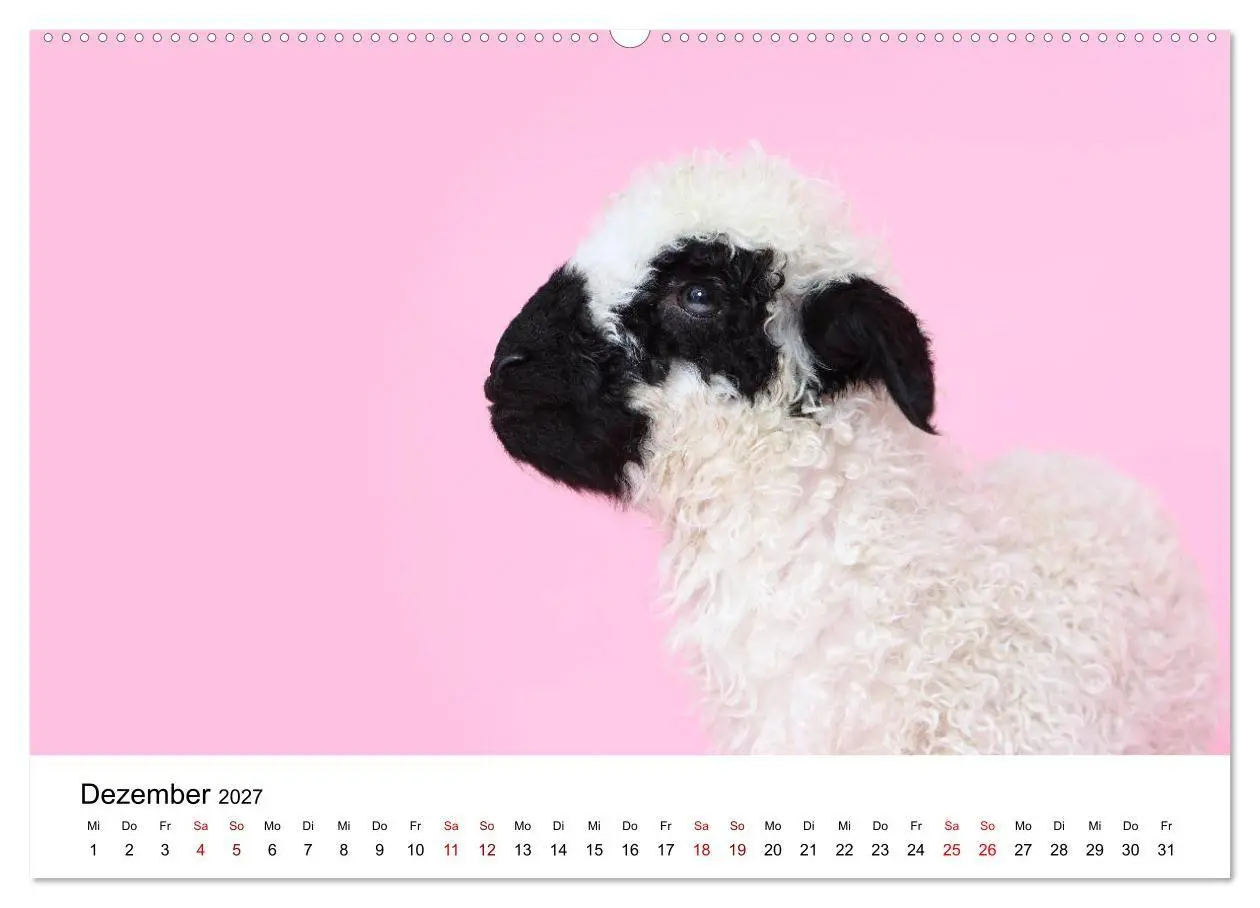 Bild: 9783569743458 | Walliser Schwarznasenschaf Valais Blacknose Sheep (Wandkalender...