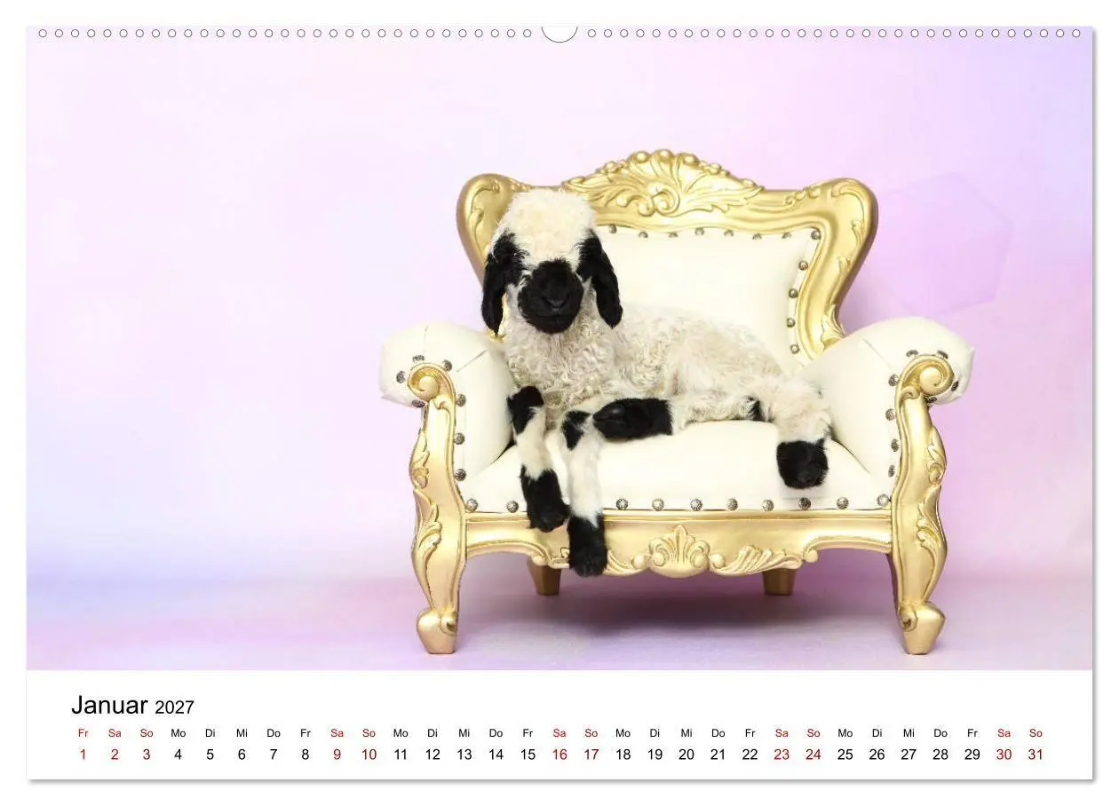 Bild: 9783569743458 | Walliser Schwarznasenschaf Valais Blacknose Sheep (Wandkalender...