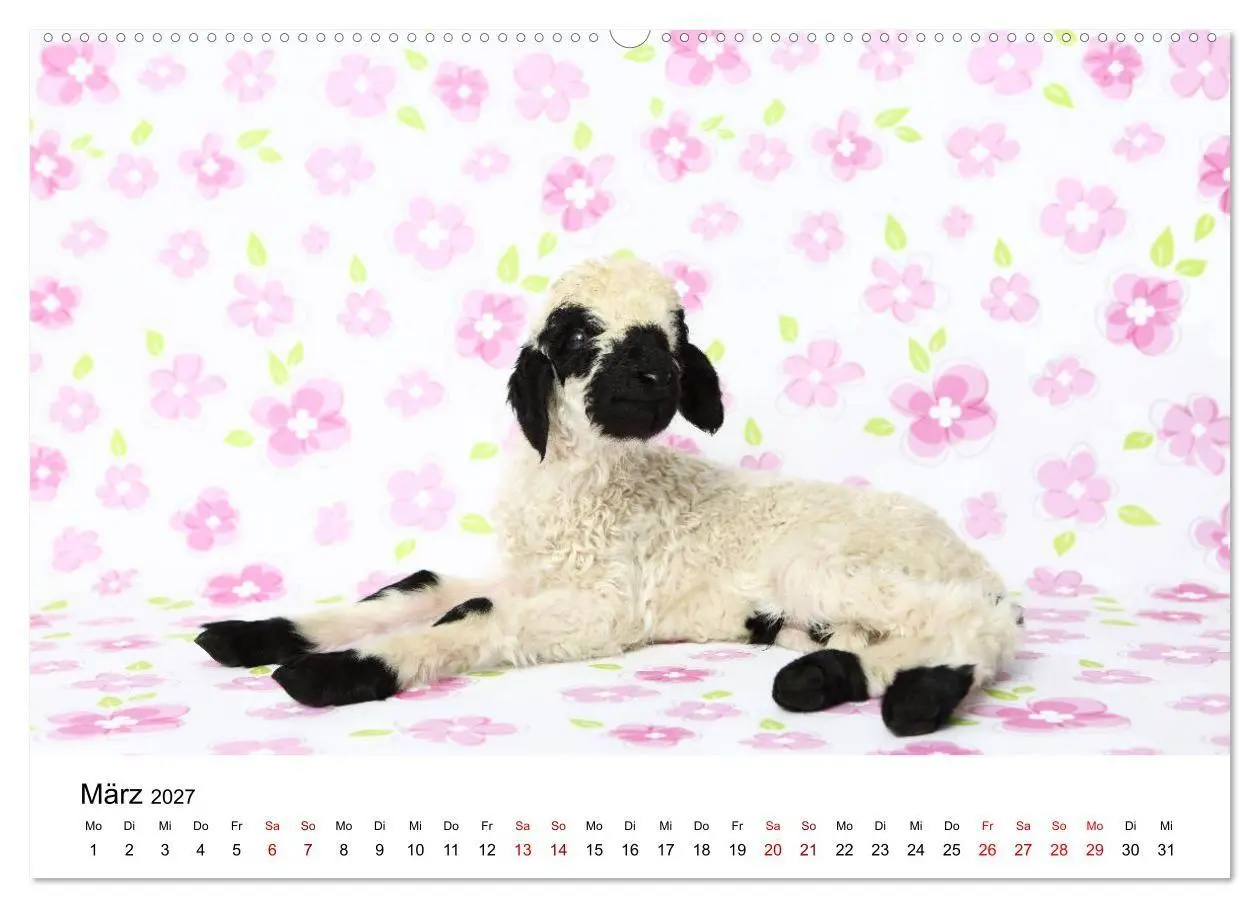 Bild: 9783569743458 | Walliser Schwarznasenschaf Valais Blacknose Sheep (Wandkalender...