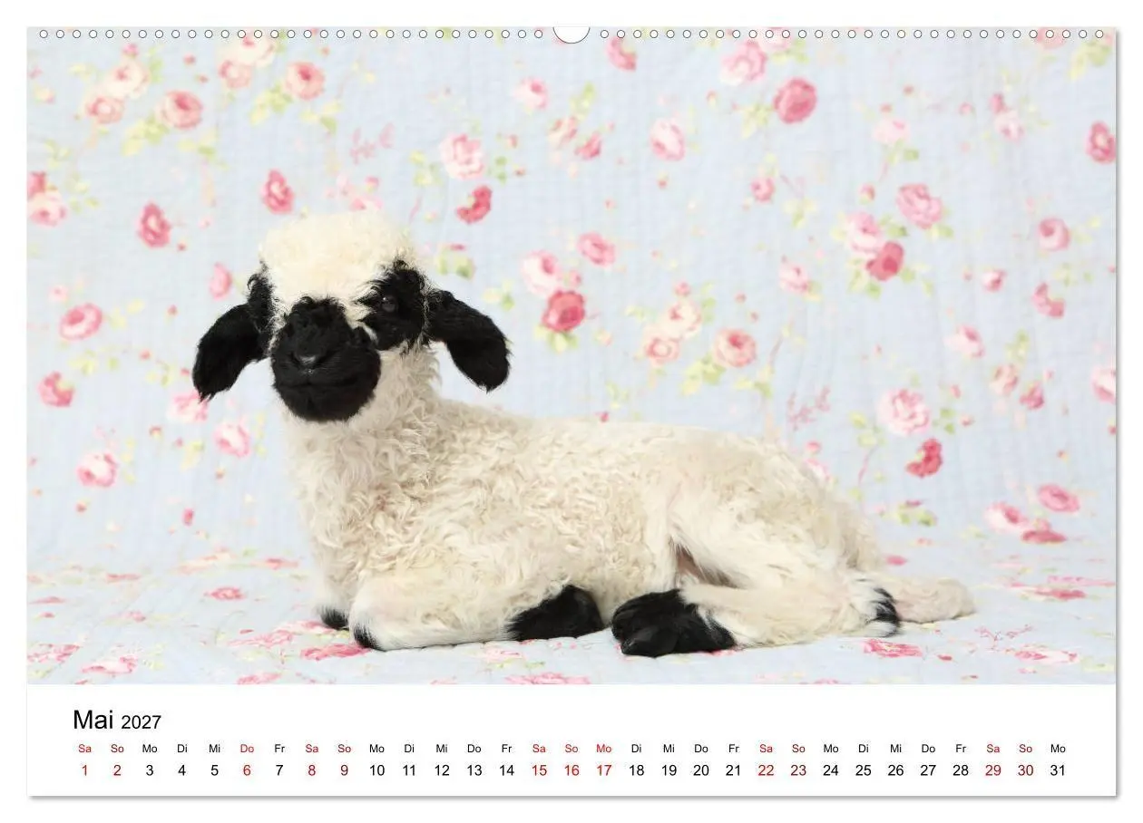 Bild: 9783569743458 | Walliser Schwarznasenschaf Valais Blacknose Sheep (Wandkalender...
