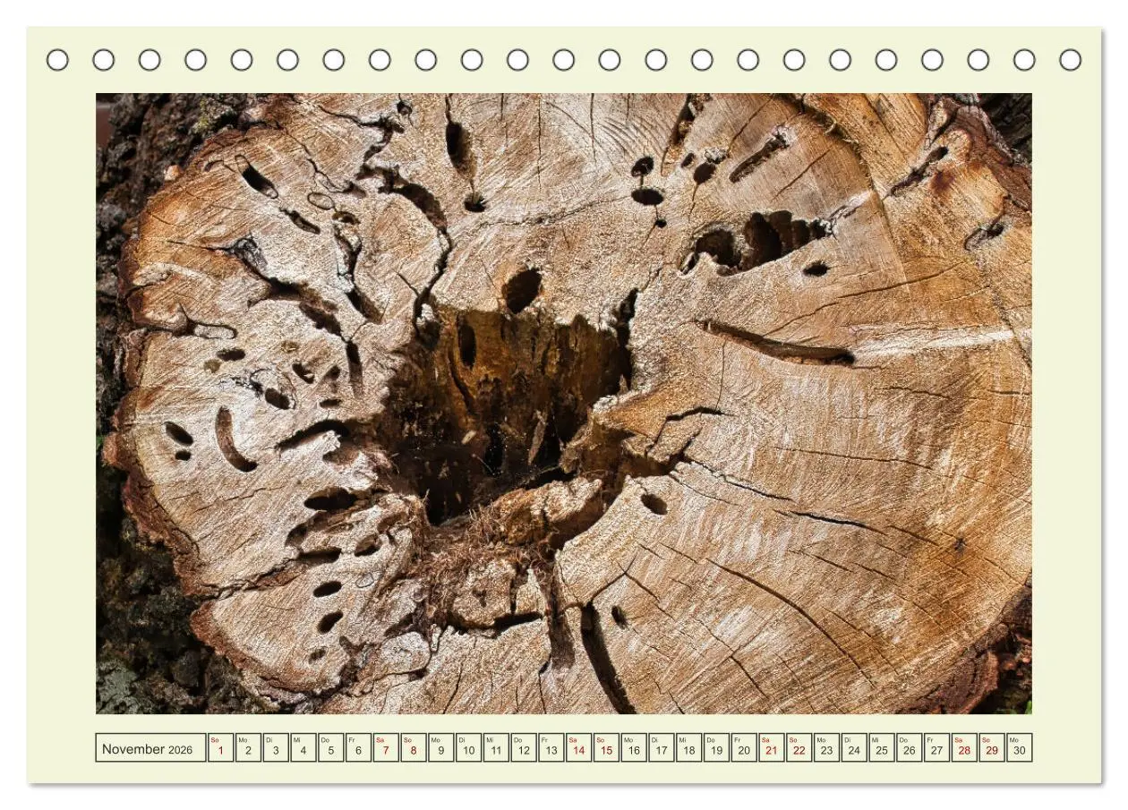 Bild: 9783457623558 | Einfach Holz (Tischkalender 2026 DIN A5 quer), CALVENDO Monatskalender