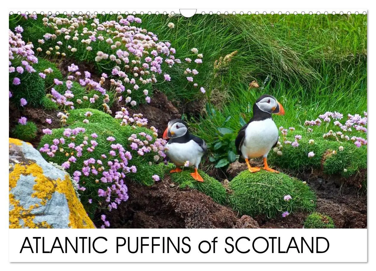 Cover: 9783516573558 | ATLANTIC PUFFINS OF SCOTLAND (Wall Calendar 2026 DIN A3 landscape),...