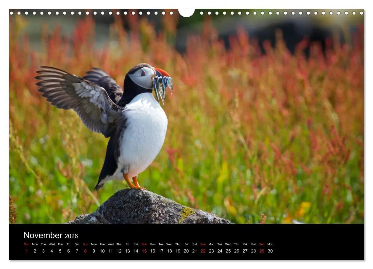 Bild: 9783516573558 | ATLANTIC PUFFINS OF SCOTLAND (Wall Calendar 2026 DIN A3 landscape),...
