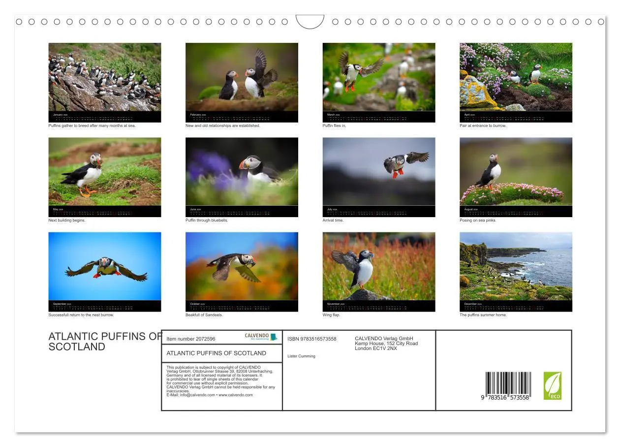 Bild: 9783516573558 | ATLANTIC PUFFINS OF SCOTLAND (Wall Calendar 2026 DIN A3 landscape),...