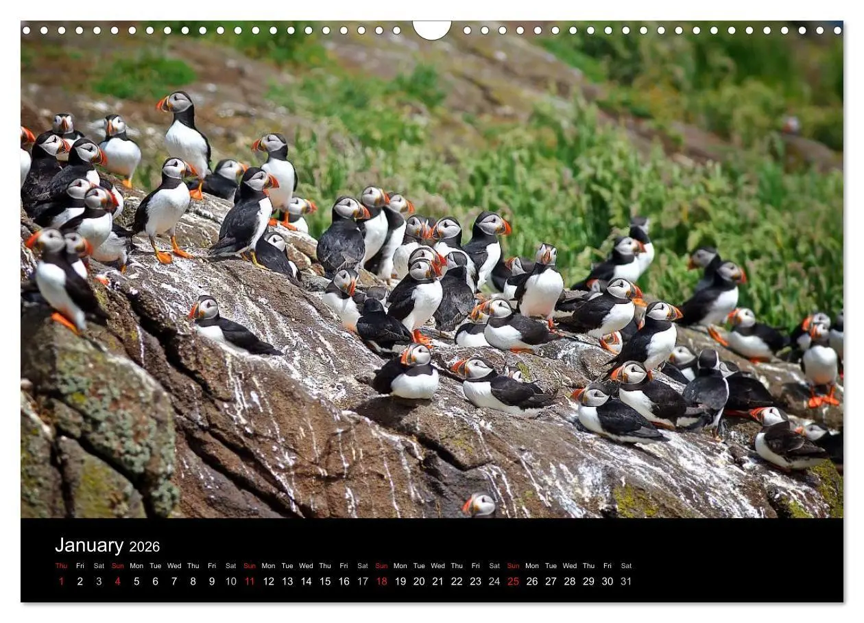 Bild: 9783516573558 | ATLANTIC PUFFINS OF SCOTLAND (Wall Calendar 2026 DIN A3 landscape),...