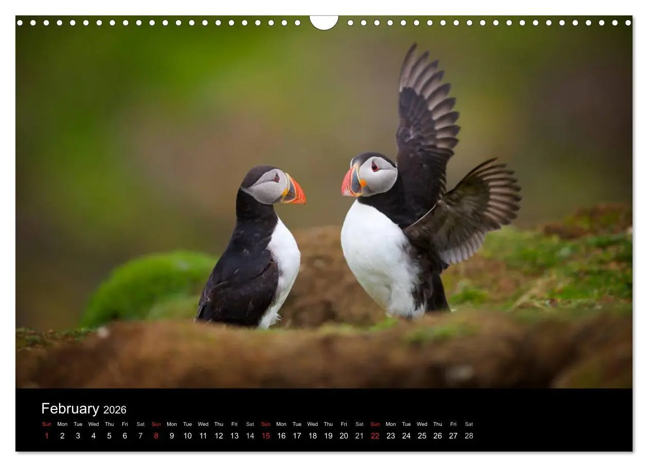 Bild: 9783516573558 | ATLANTIC PUFFINS OF SCOTLAND (Wall Calendar 2026 DIN A3 landscape),...