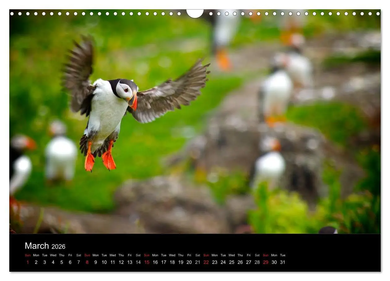 Bild: 9783516573558 | ATLANTIC PUFFINS OF SCOTLAND (Wall Calendar 2026 DIN A3 landscape),...