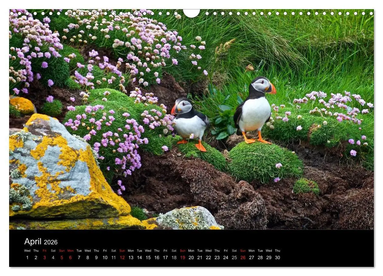 Bild: 9783516573558 | ATLANTIC PUFFINS OF SCOTLAND (Wall Calendar 2026 DIN A3 landscape),...