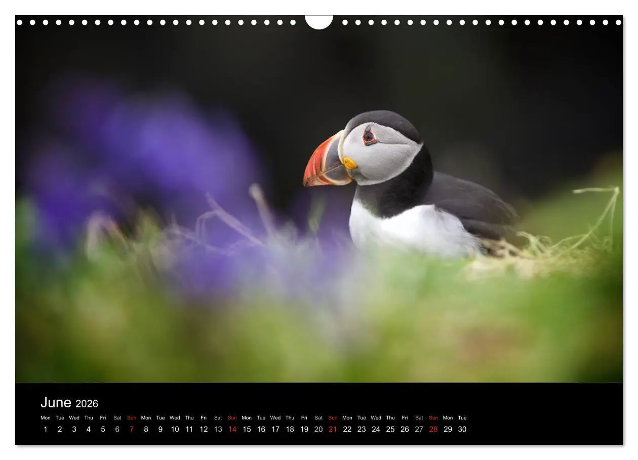 Bild: 9783516573558 | ATLANTIC PUFFINS OF SCOTLAND (Wall Calendar 2026 DIN A3 landscape),...