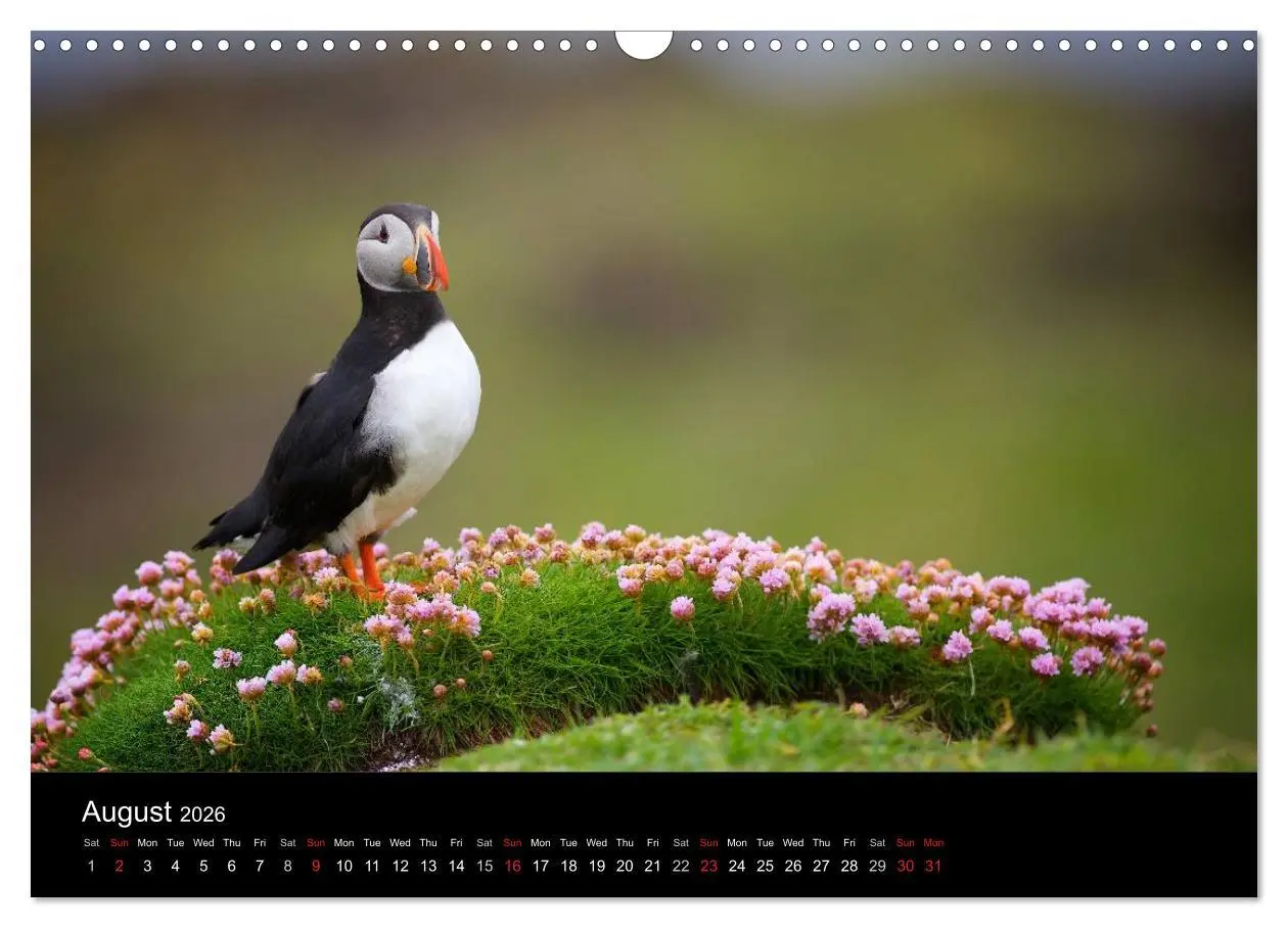 Bild: 9783516573558 | ATLANTIC PUFFINS OF SCOTLAND (Wall Calendar 2026 DIN A3 landscape),...