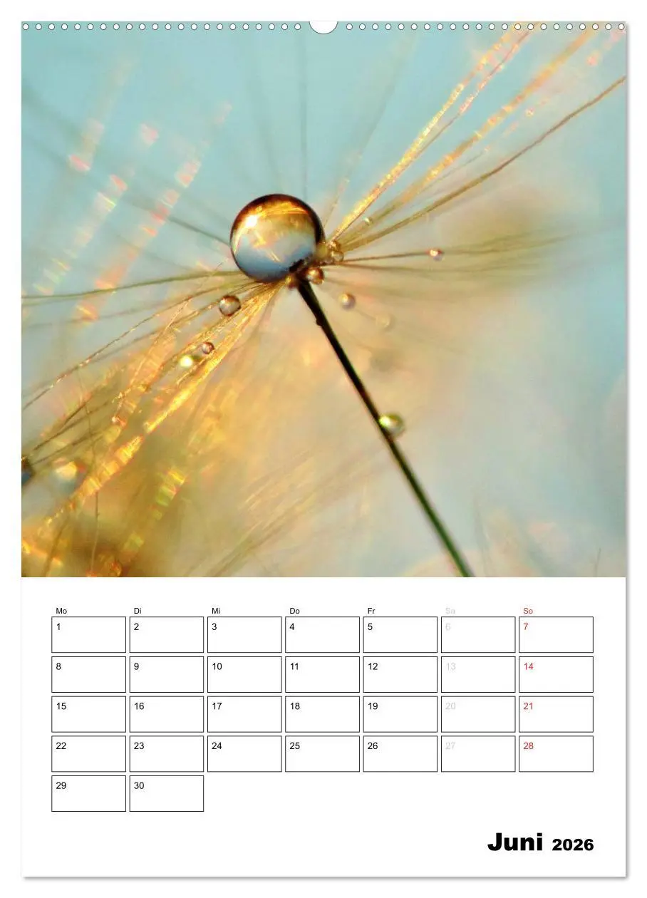 Bild: 9783516473858 | Pusteblumentraum - Dreams of Dandelion (Wandkalender 2026 DIN A2...