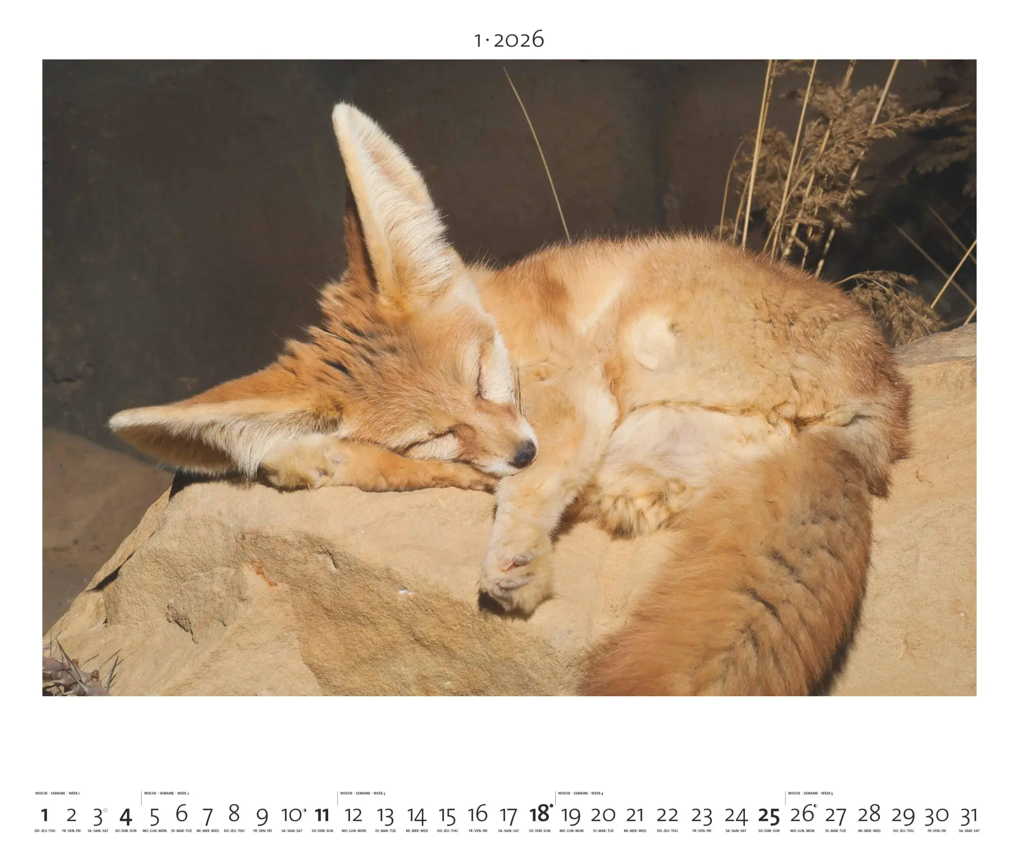 Bild: 4069095003958 | Hautnah - Afrikas Wildnis 2026 - Bild-Kalender - Poster-Kalender -...