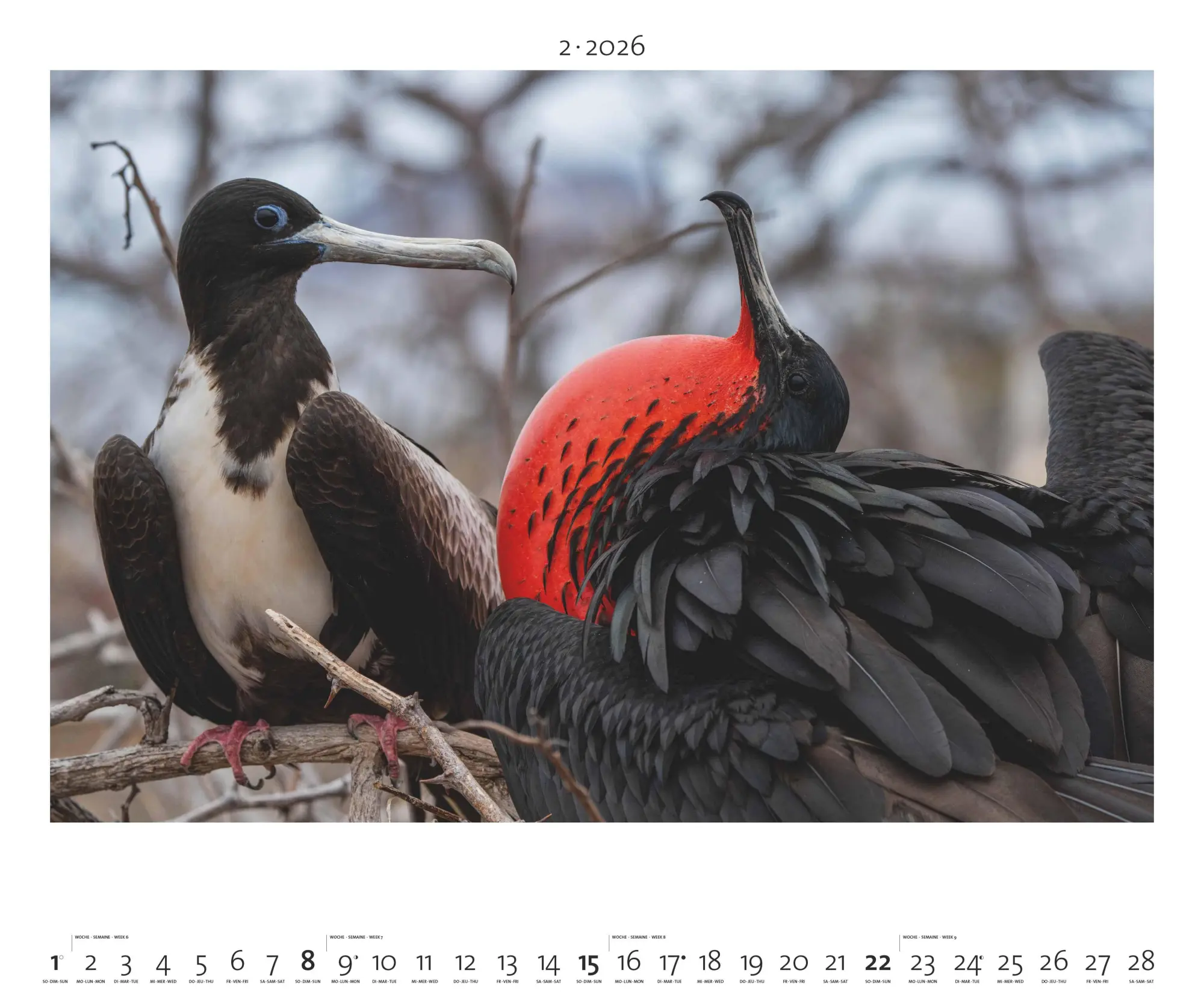 Bild: 4069095003958 | Hautnah - Afrikas Wildnis 2026 - Bild-Kalender - Poster-Kalender -...
