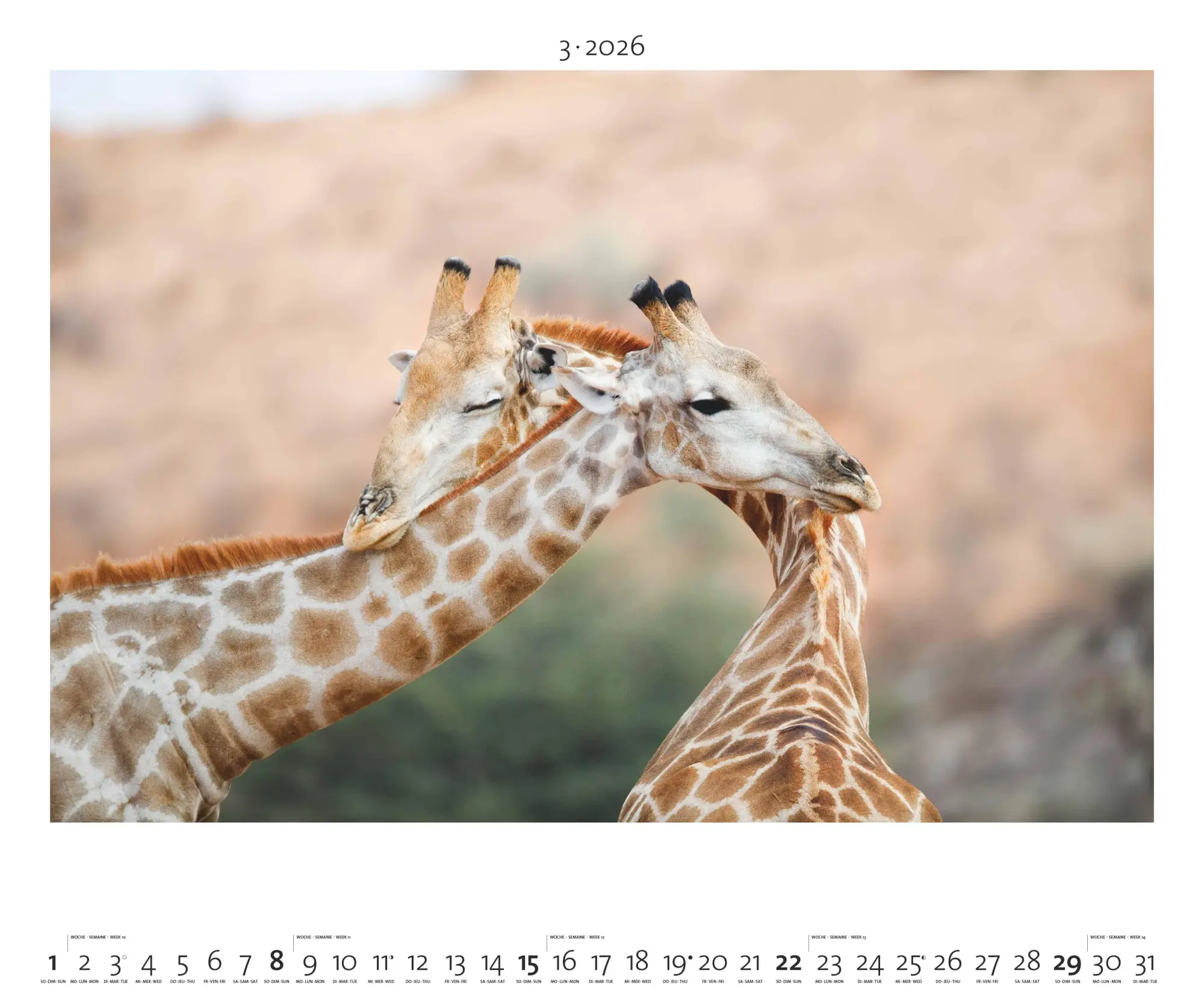 Bild: 4069095003958 | Hautnah - Afrikas Wildnis 2026 - Bild-Kalender - Poster-Kalender -...