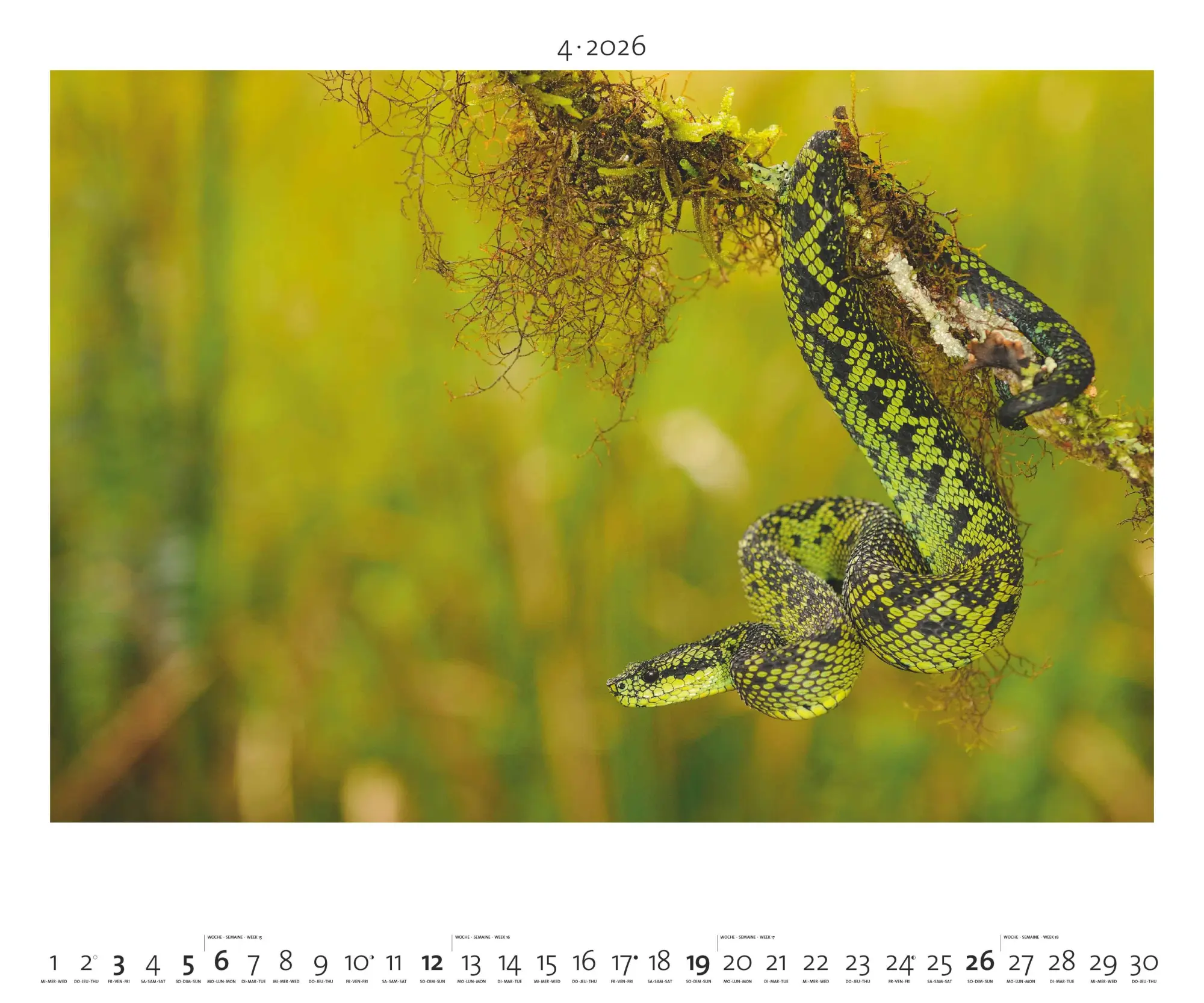 Bild: 4069095003958 | Hautnah - Afrikas Wildnis 2026 - Bild-Kalender - Poster-Kalender -...