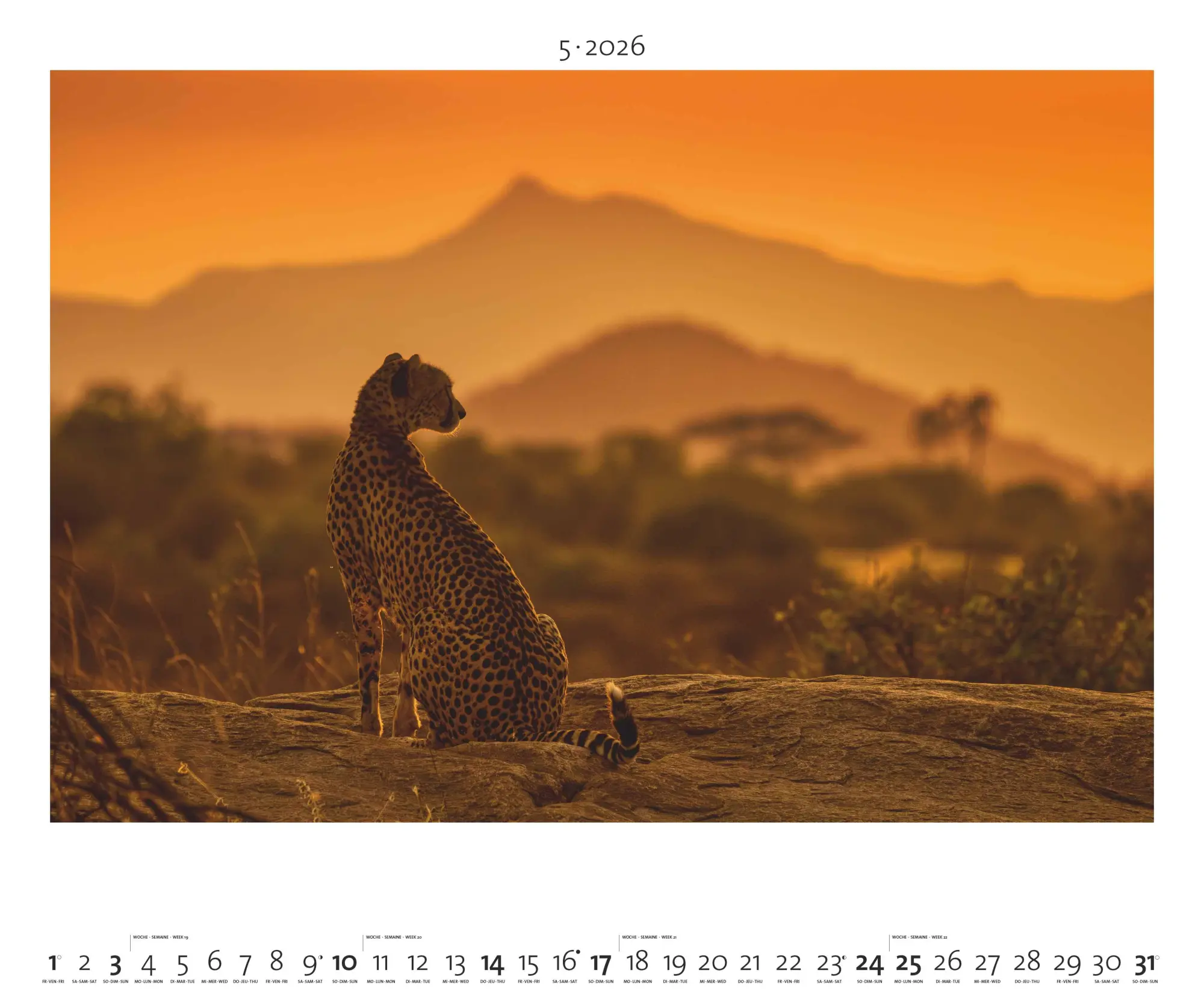 Bild: 4069095003958 | Hautnah - Afrikas Wildnis 2026 - Bild-Kalender - Poster-Kalender -...
