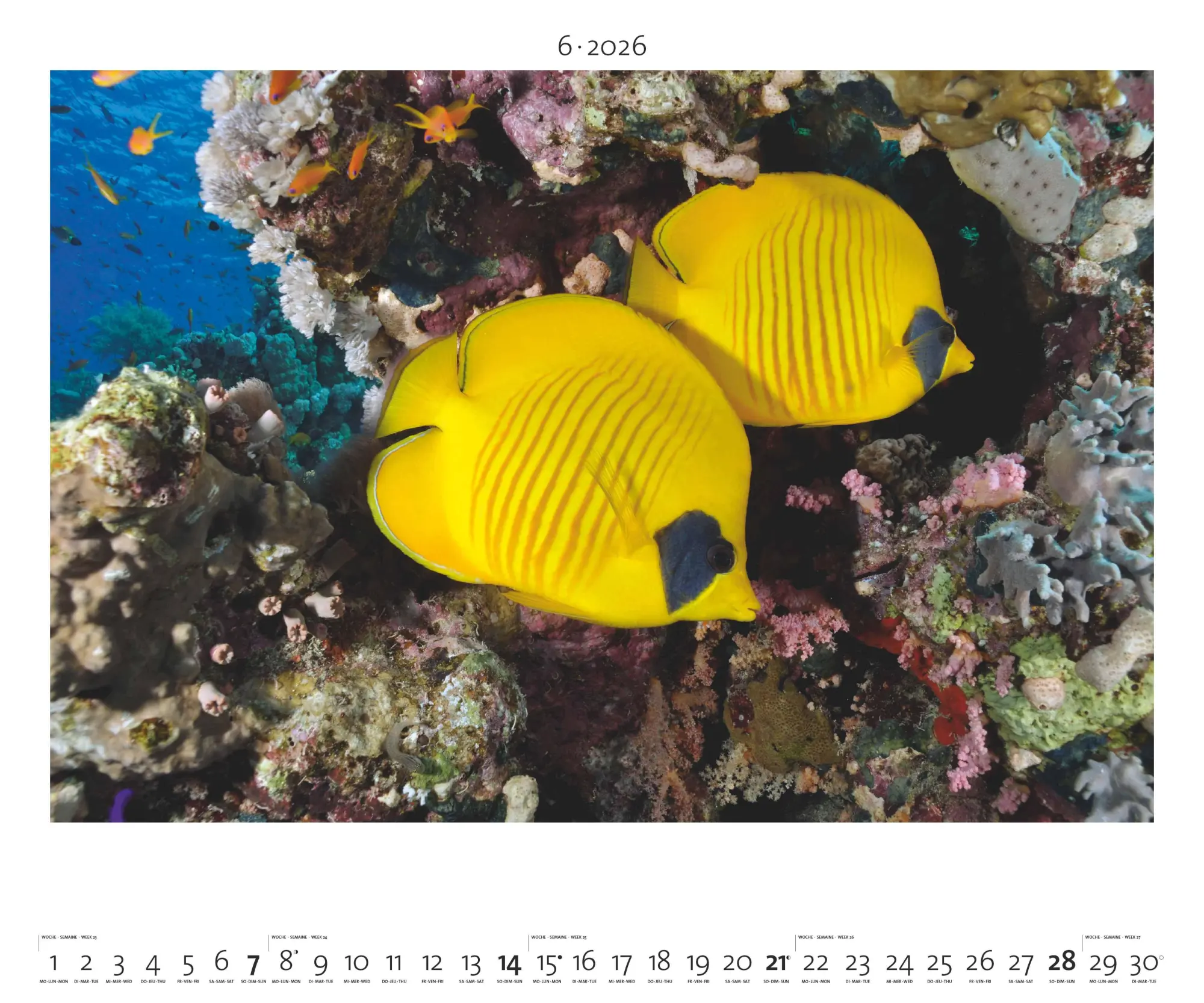 Bild: 4069095003958 | Hautnah - Afrikas Wildnis 2026 - Bild-Kalender - Poster-Kalender -...