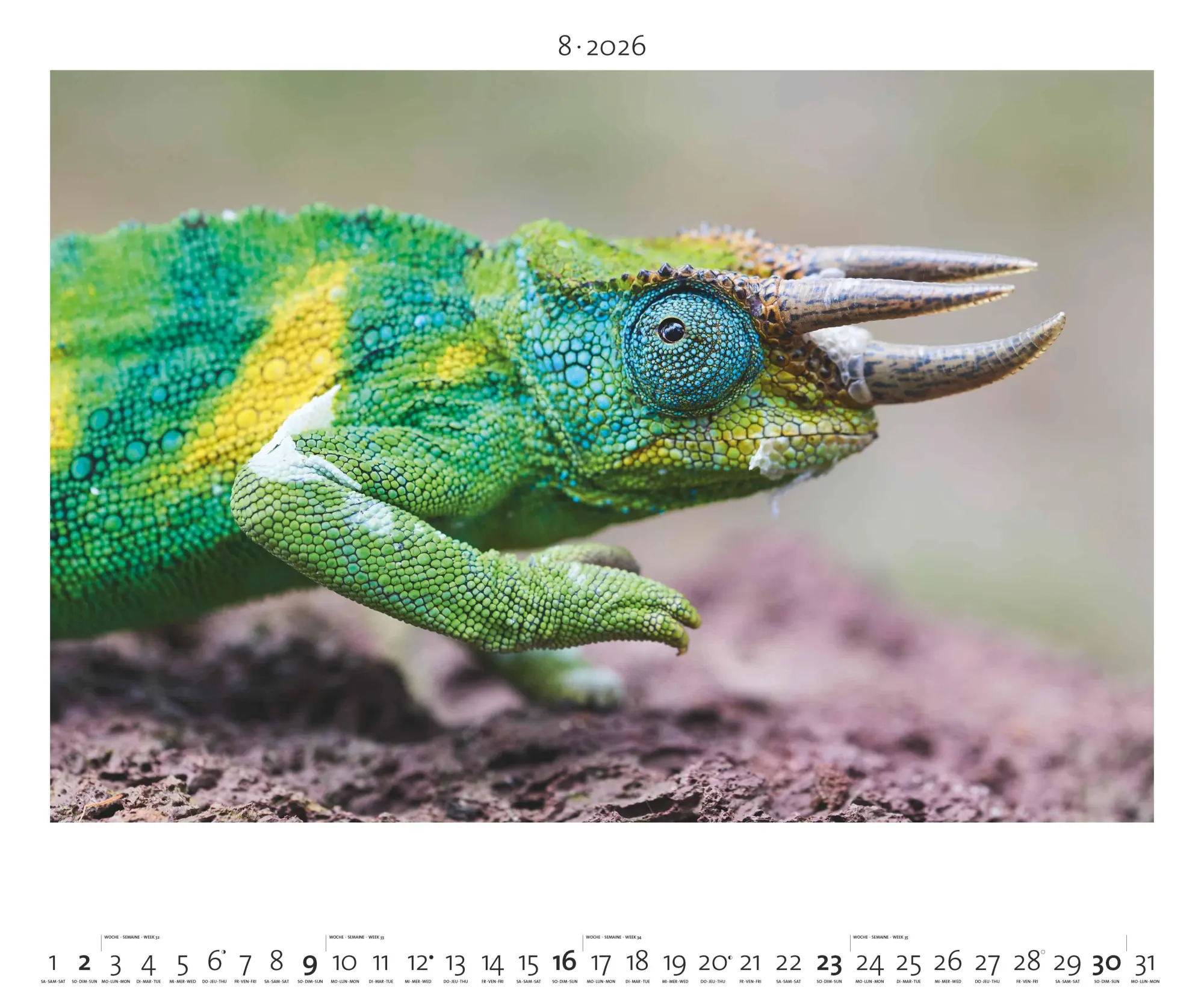 Bild: 4069095003958 | Hautnah - Afrikas Wildnis 2026 - Bild-Kalender - Poster-Kalender -...