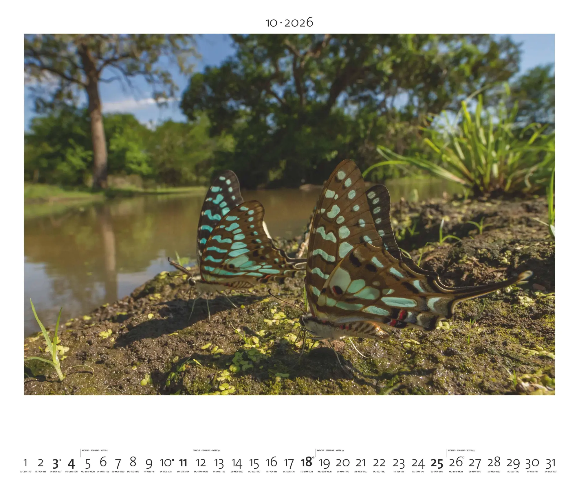 Bild: 4069095003958 | Hautnah - Afrikas Wildnis 2026 - Bild-Kalender - Poster-Kalender -...