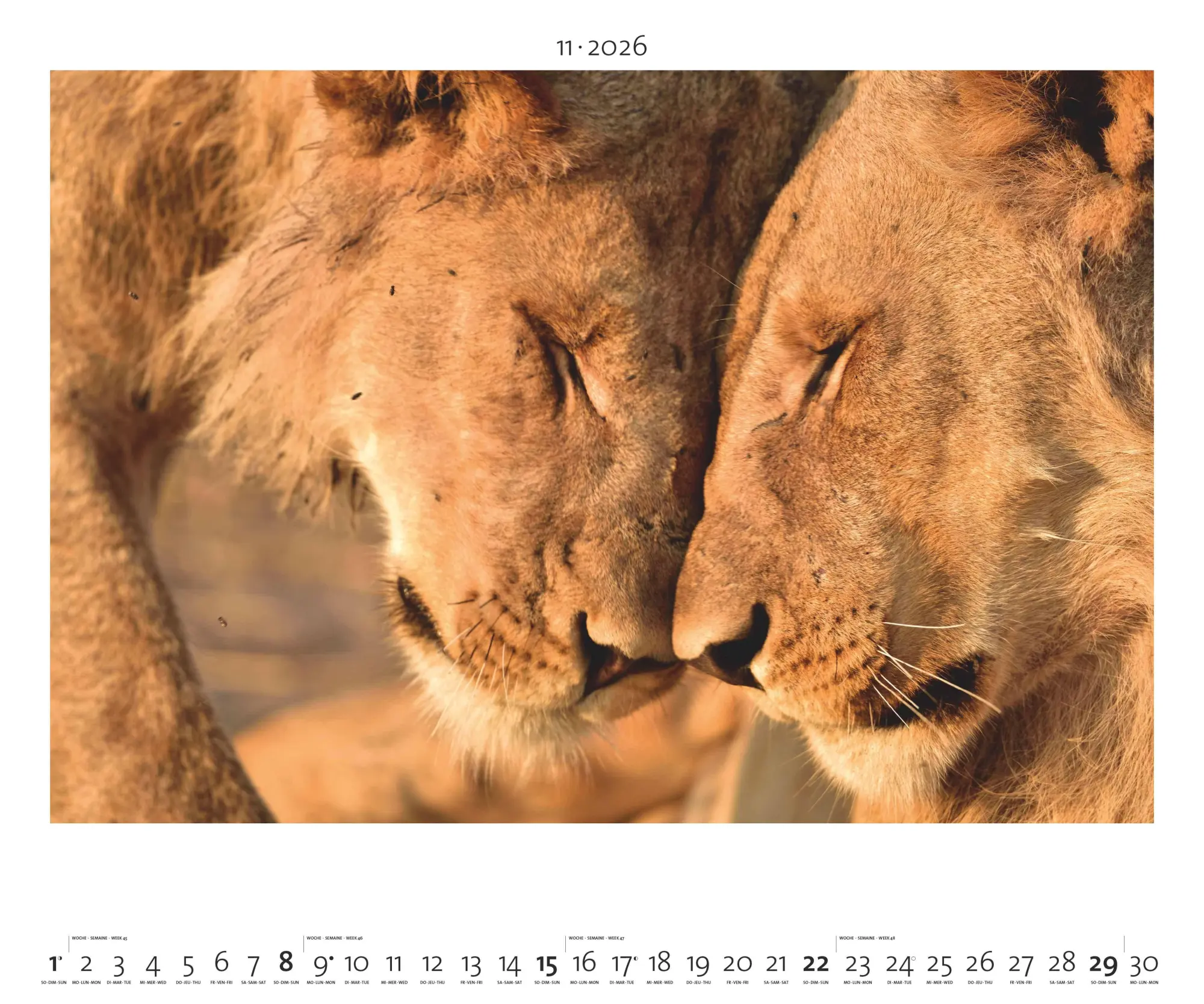 Bild: 4069095003958 | Hautnah - Afrikas Wildnis 2026 - Bild-Kalender - Poster-Kalender -...