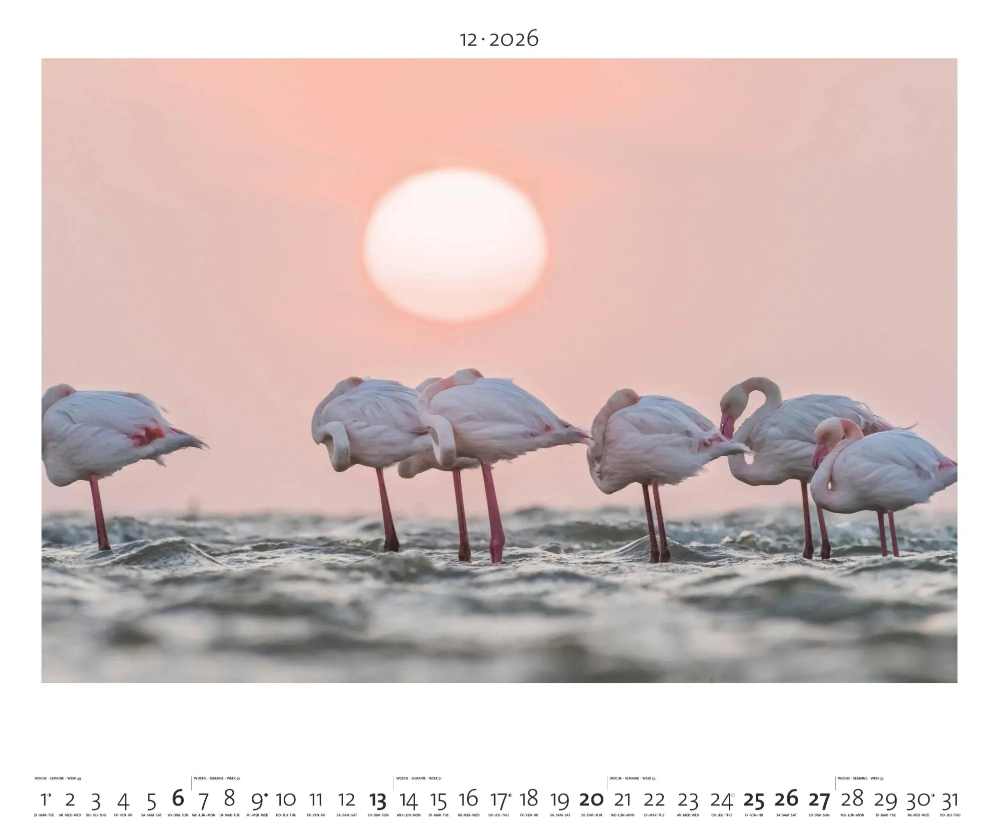 Bild: 4069095003958 | Hautnah - Afrikas Wildnis 2026 - Bild-Kalender - Poster-Kalender -...