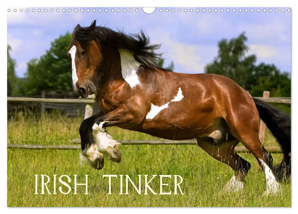 Cover: 9783516223958 | Irish Tinker (Wandkalender 2026 DIN A3 quer), CALVENDO Monatskalender
