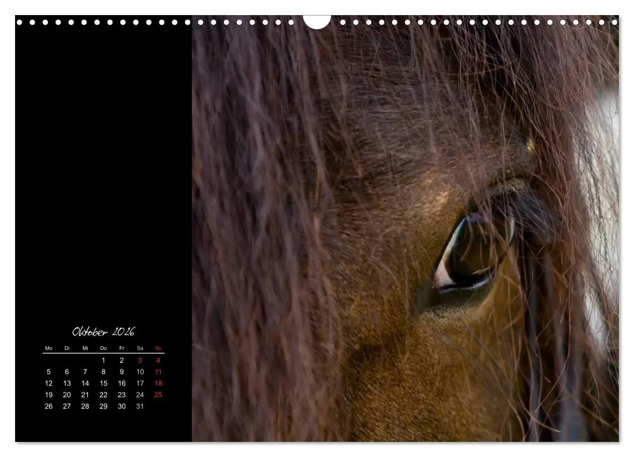 Bild: 9783516223958 | Irish Tinker (Wandkalender 2026 DIN A3 quer), CALVENDO Monatskalender