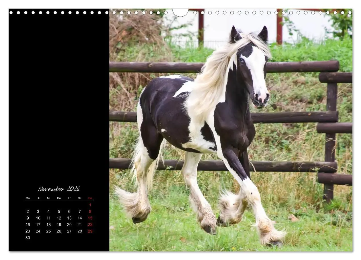 Bild: 9783516223958 | Irish Tinker (Wandkalender 2026 DIN A3 quer), CALVENDO Monatskalender