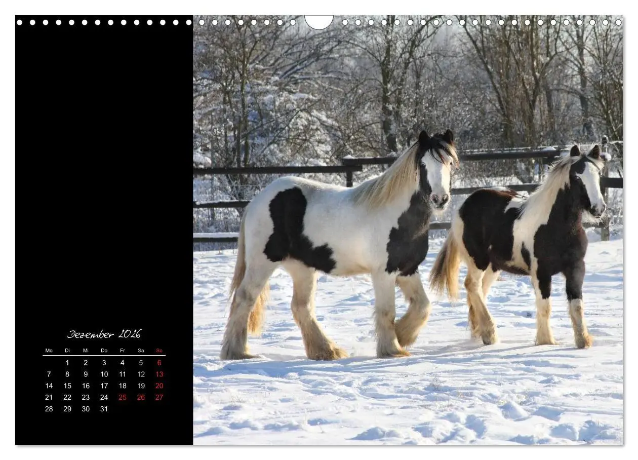 Bild: 9783516223958 | Irish Tinker (Wandkalender 2026 DIN A3 quer), CALVENDO Monatskalender