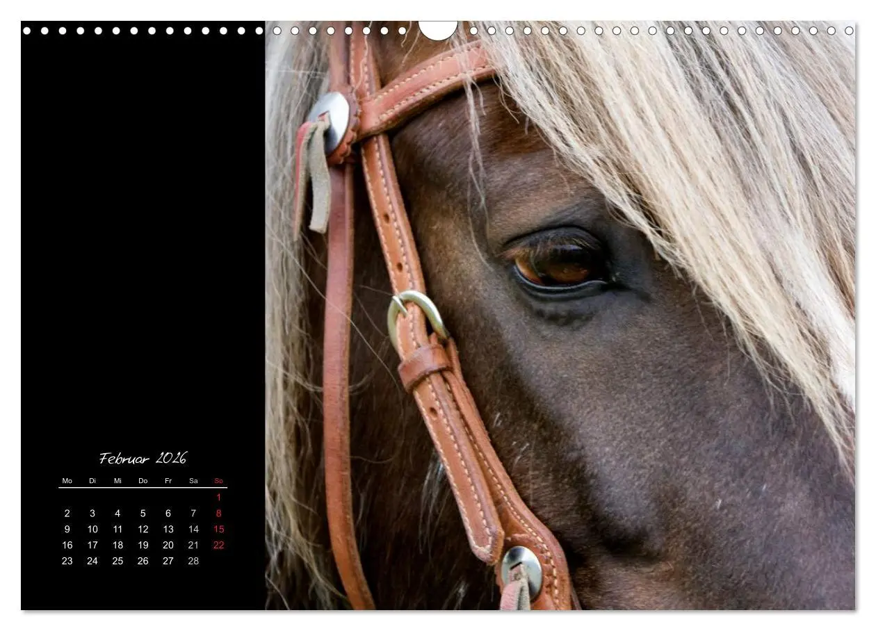 Bild: 9783516223958 | Irish Tinker (Wandkalender 2026 DIN A3 quer), CALVENDO Monatskalender