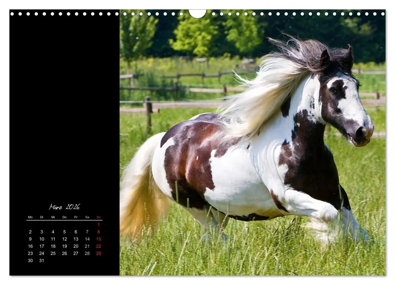 Bild: 9783516223958 | Irish Tinker (Wandkalender 2026 DIN A3 quer), CALVENDO Monatskalender