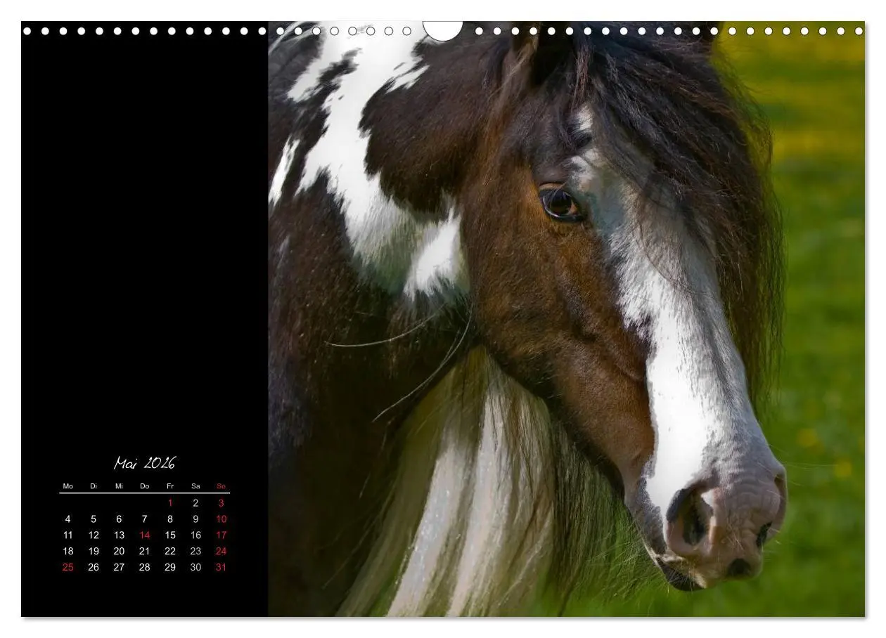 Bild: 9783516223958 | Irish Tinker (Wandkalender 2026 DIN A3 quer), CALVENDO Monatskalender