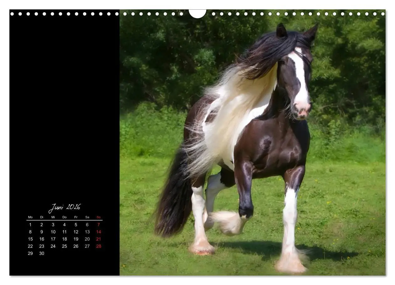 Bild: 9783516223958 | Irish Tinker (Wandkalender 2026 DIN A3 quer), CALVENDO Monatskalender