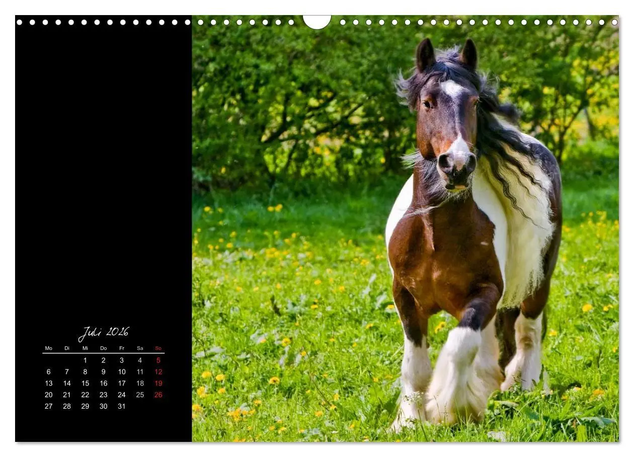 Bild: 9783516223958 | Irish Tinker (Wandkalender 2026 DIN A3 quer), CALVENDO Monatskalender