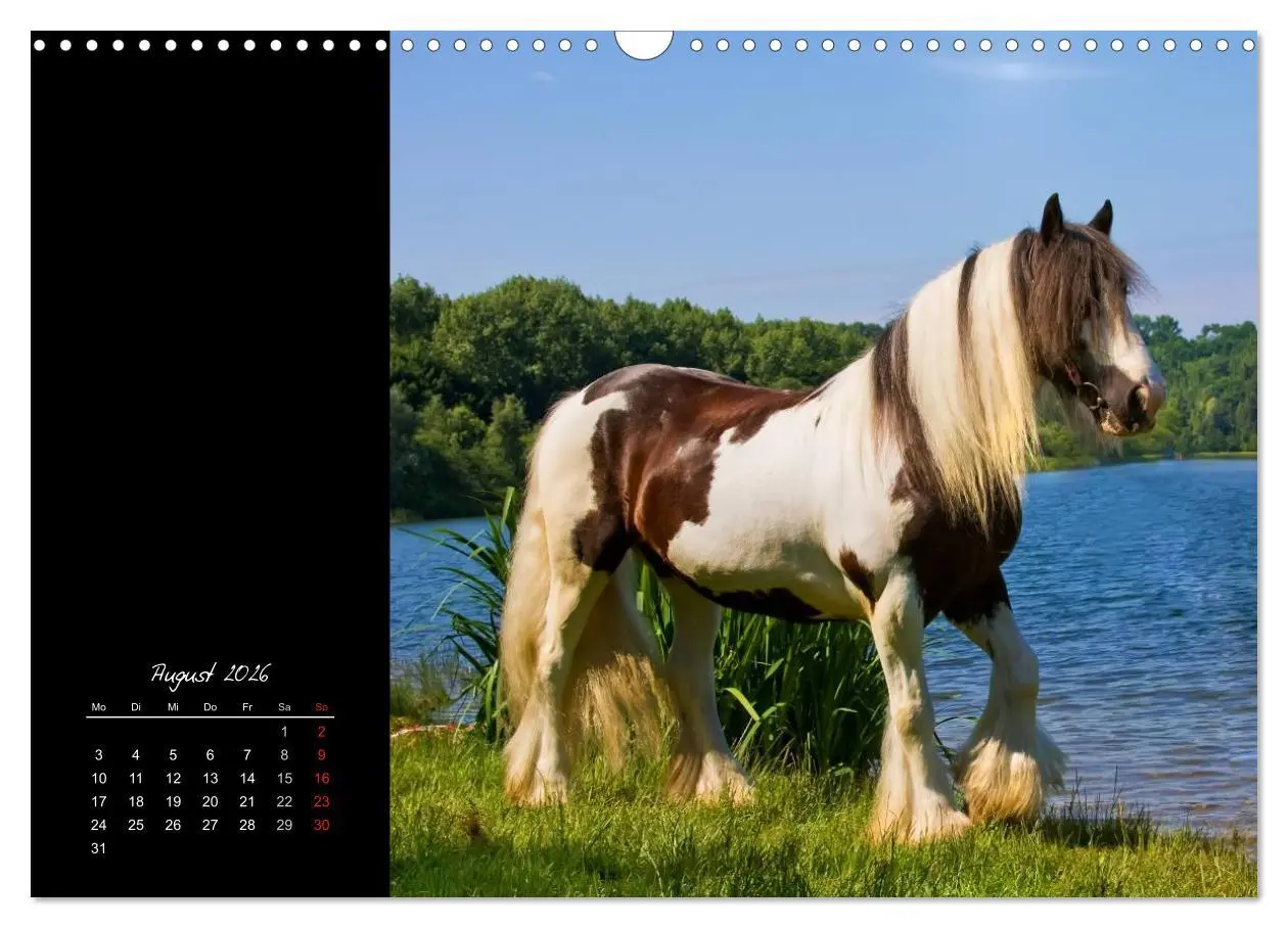 Bild: 9783516223958 | Irish Tinker (Wandkalender 2026 DIN A3 quer), CALVENDO Monatskalender