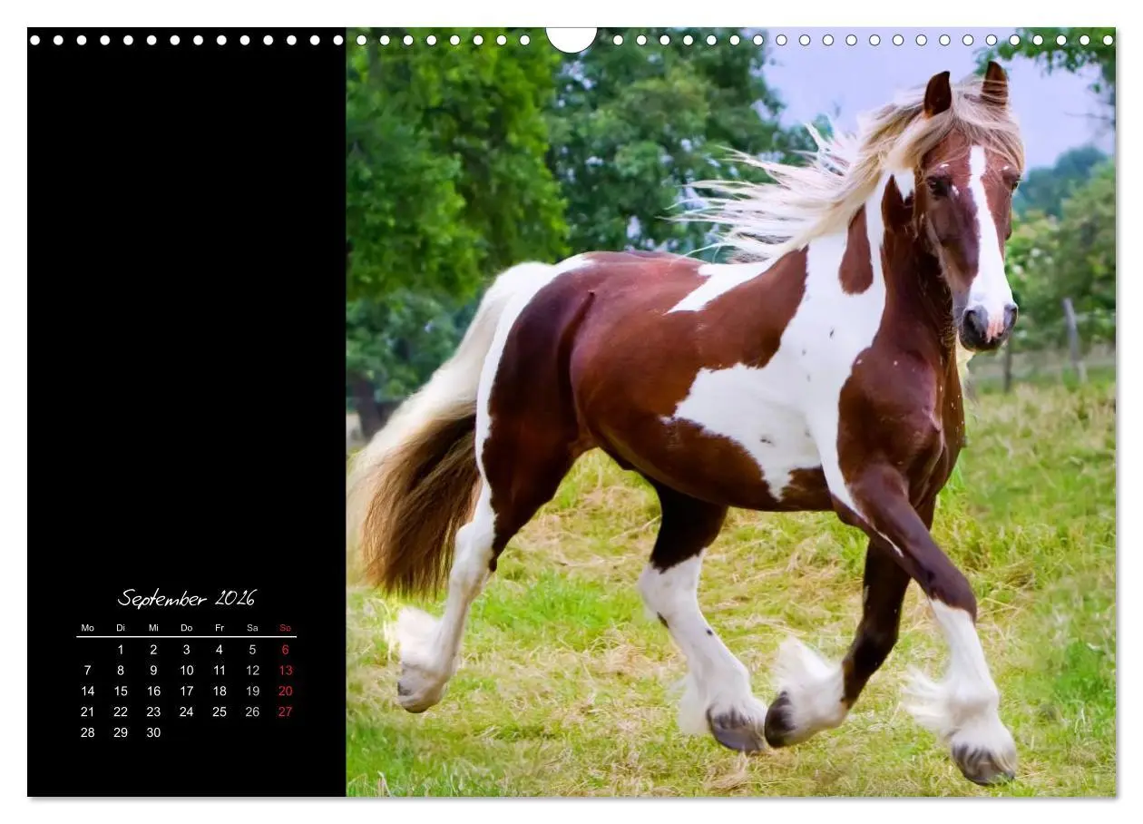 Bild: 9783516223958 | Irish Tinker (Wandkalender 2026 DIN A3 quer), CALVENDO Monatskalender