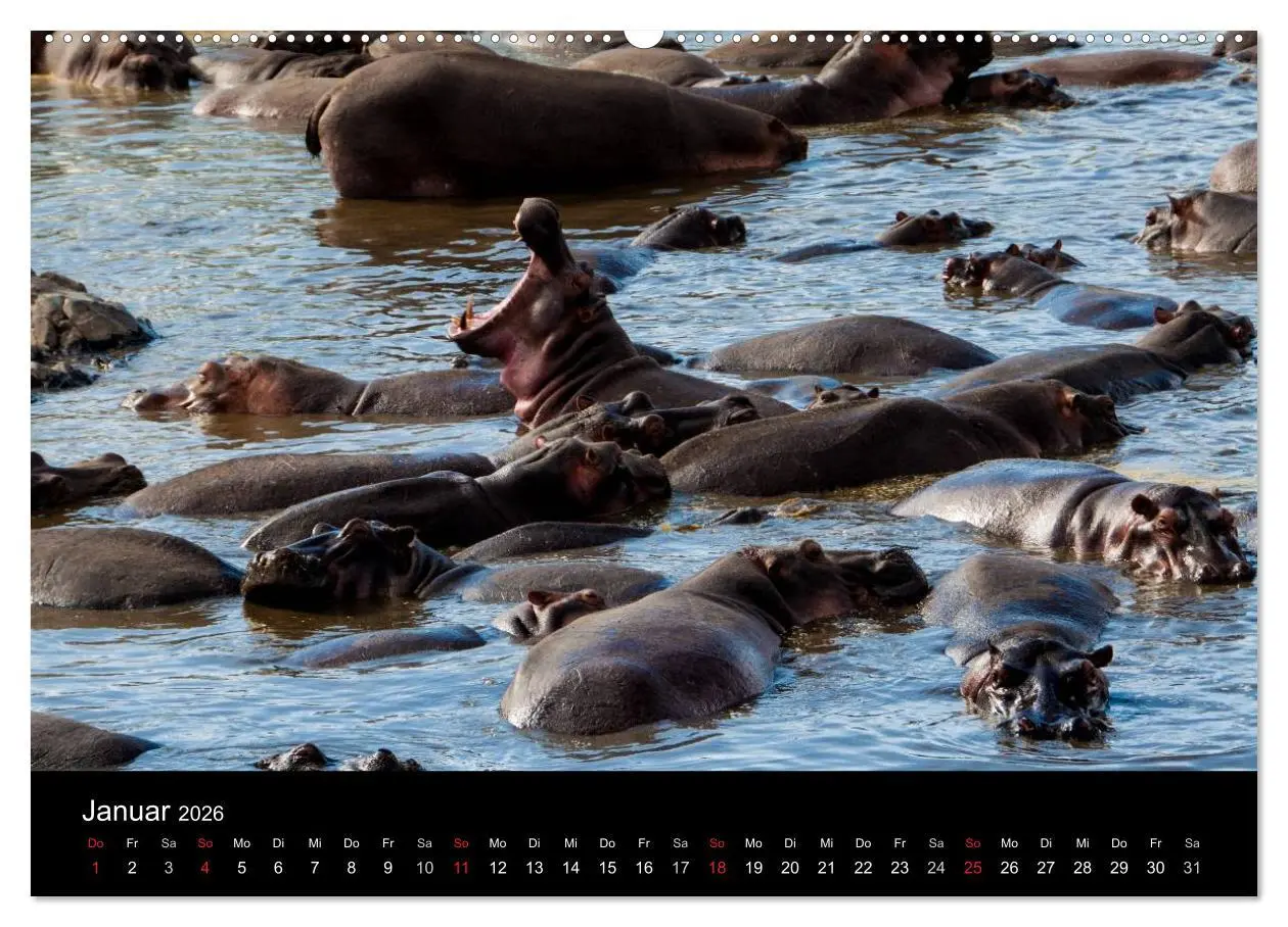 Bild: 9783516114058 | Wildes Afrika (Wandkalender 2026 DIN A2 quer), CALVENDO Monatskalender