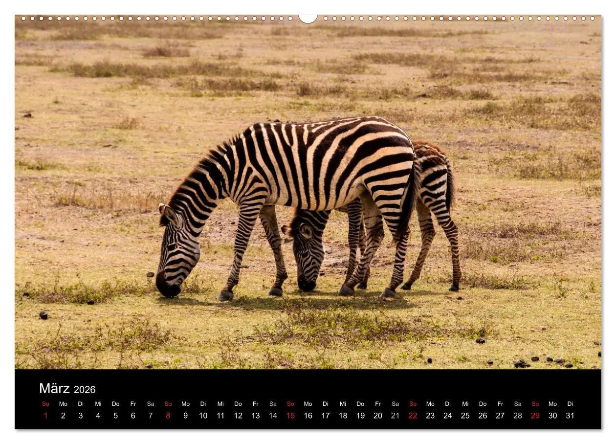 Bild: 9783516114058 | Wildes Afrika (Wandkalender 2026 DIN A2 quer), CALVENDO Monatskalender