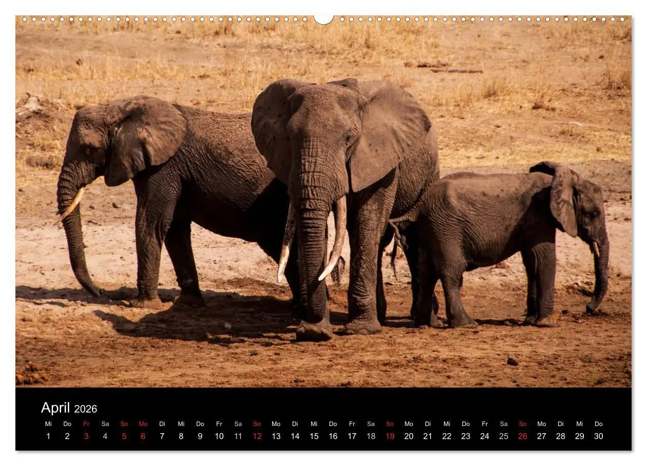 Bild: 9783516114058 | Wildes Afrika (Wandkalender 2026 DIN A2 quer), CALVENDO Monatskalender