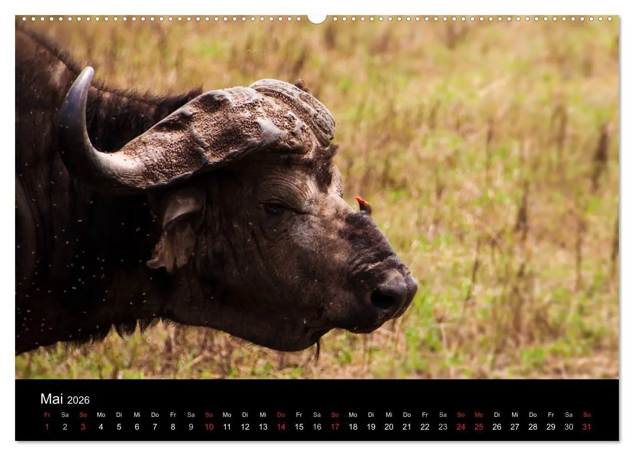 Bild: 9783516114058 | Wildes Afrika (Wandkalender 2026 DIN A2 quer), CALVENDO Monatskalender