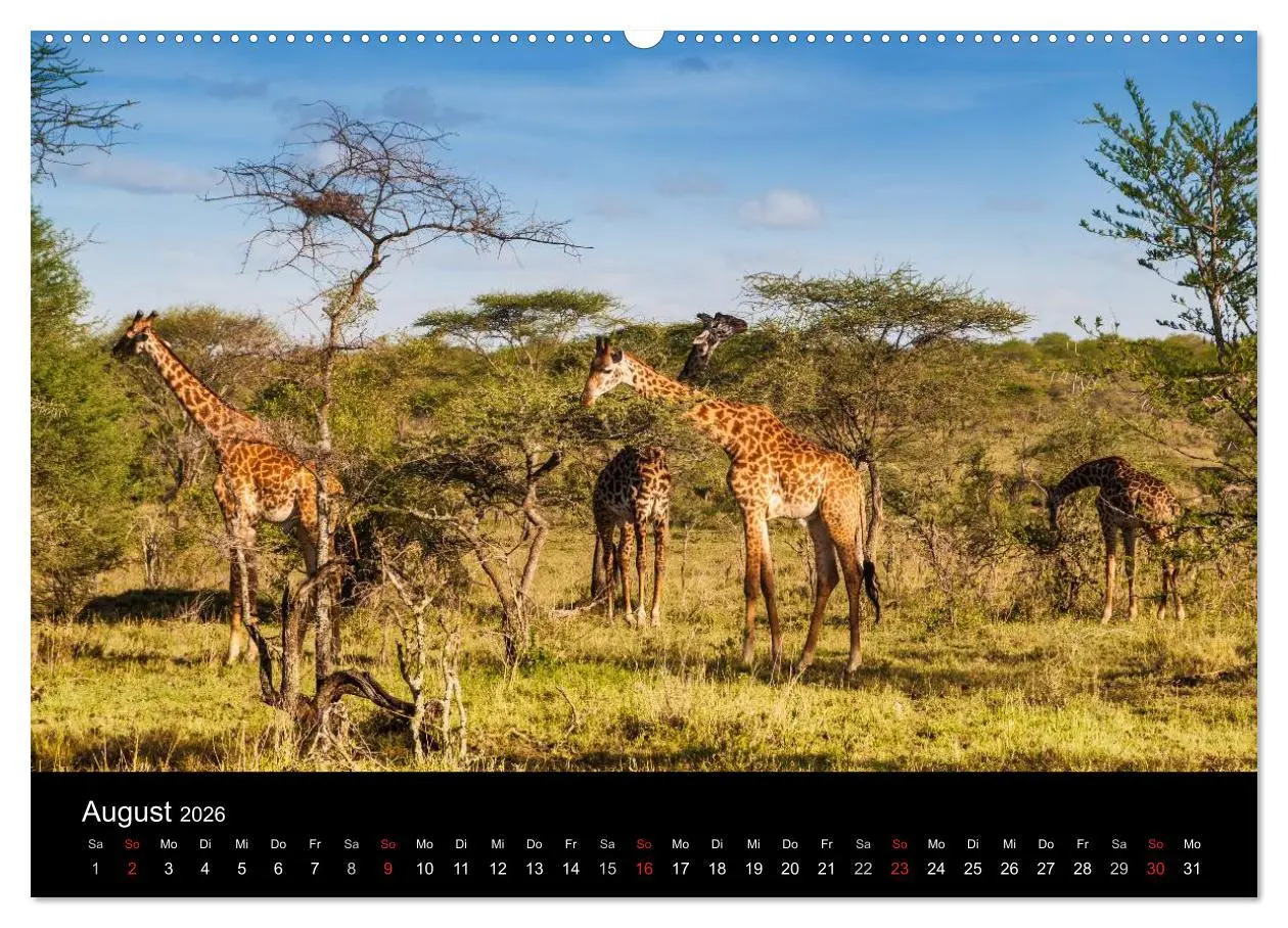 Bild: 9783516114058 | Wildes Afrika (Wandkalender 2026 DIN A2 quer), CALVENDO Monatskalender
