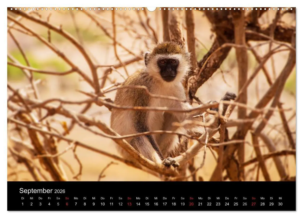 Bild: 9783516114058 | Wildes Afrika (Wandkalender 2026 DIN A2 quer), CALVENDO Monatskalender