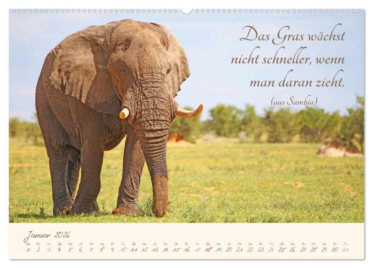 Bild: 9783457944158 | AFRIKA mit einem Hauch von Poesie (Wandkalender 2026 DIN A2 quer),...