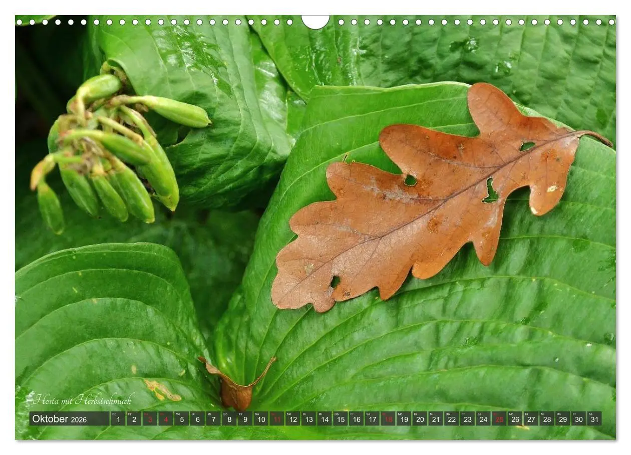 Bild: 9783516034158 | Hosta Staude mit Herz (Wandkalender 2026 DIN A3 quer), CALVENDO...