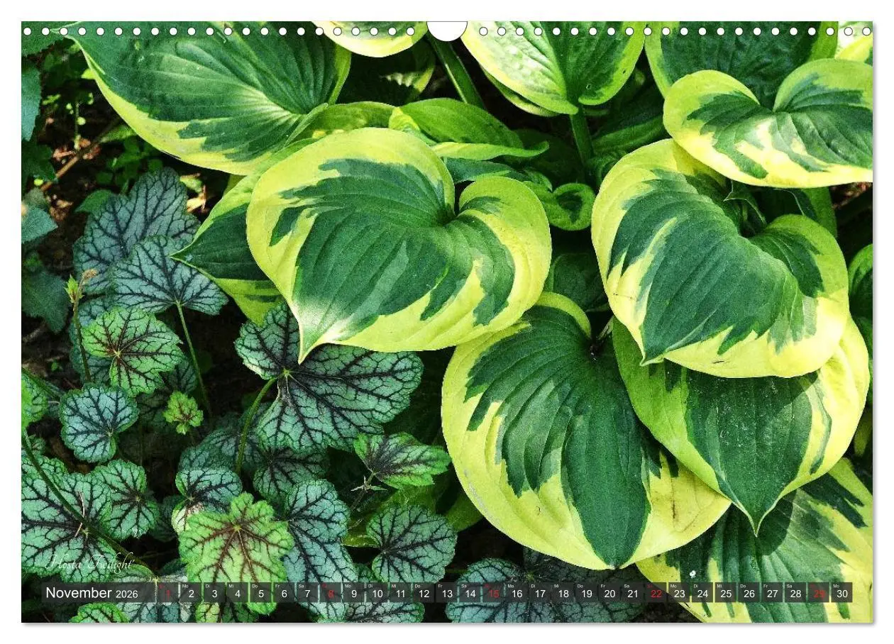 Bild: 9783516034158 | Hosta Staude mit Herz (Wandkalender 2026 DIN A3 quer), CALVENDO...