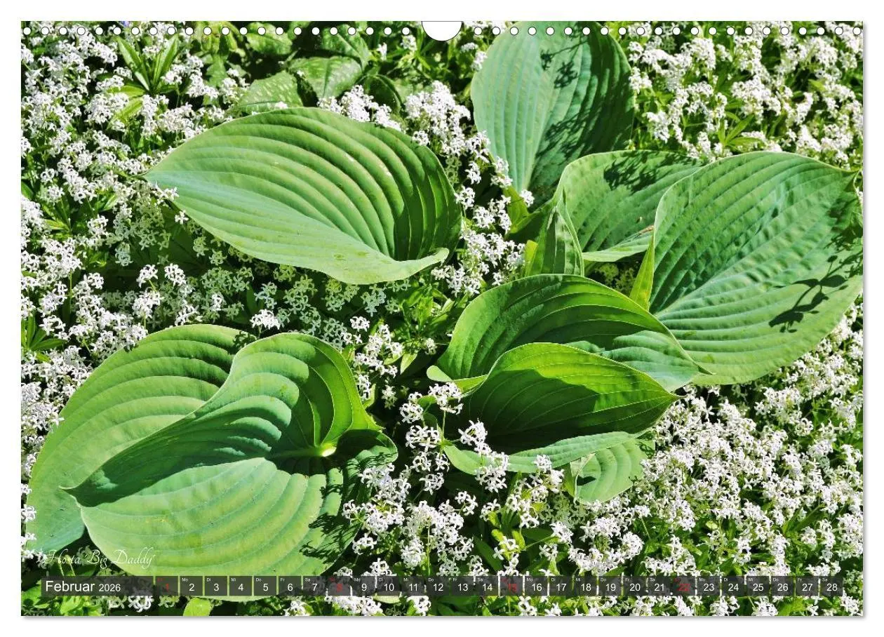 Bild: 9783516034158 | Hosta Staude mit Herz (Wandkalender 2026 DIN A3 quer), CALVENDO...