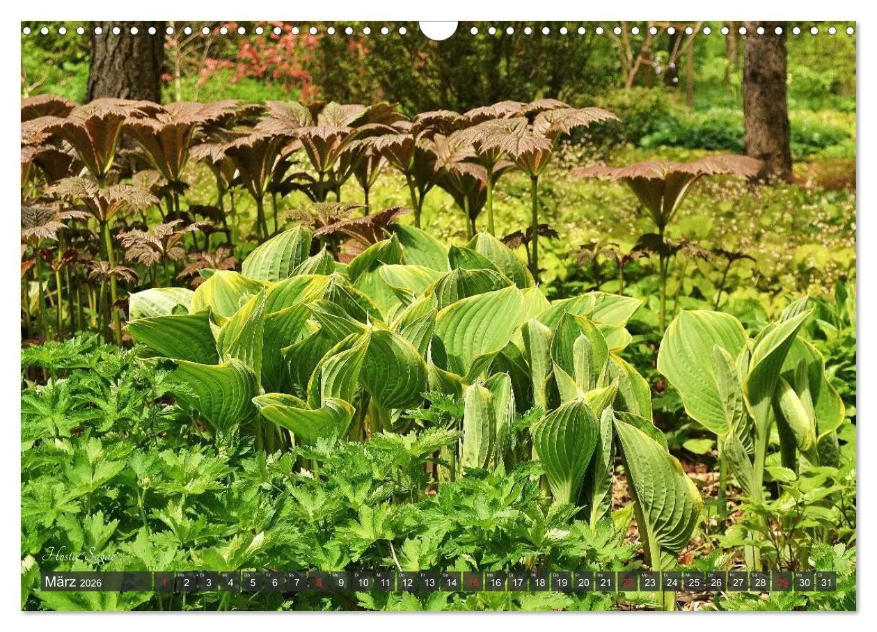 Bild: 9783516034158 | Hosta Staude mit Herz (Wandkalender 2026 DIN A3 quer), CALVENDO...