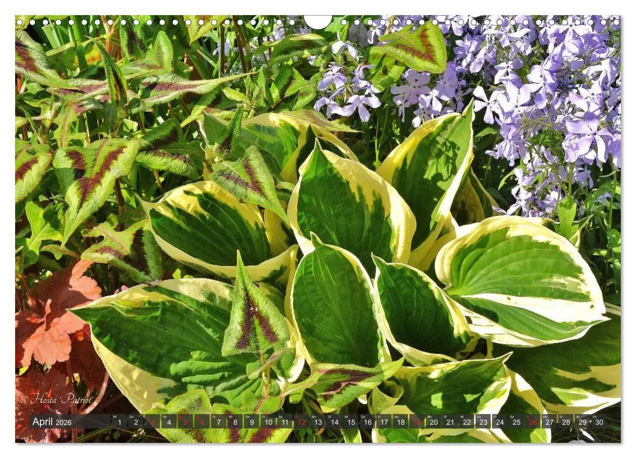 Bild: 9783516034158 | Hosta Staude mit Herz (Wandkalender 2026 DIN A3 quer), CALVENDO...
